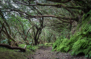 Spain, Canary Islands, Tenerife, Taganana, cloud forest Spain, Canary Islands, Tenerife, Taganana, cloud forest
